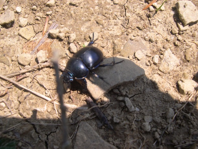 Coleottero? Trypocopris vernalis